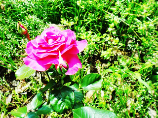 �`�̌�����u�����̃o��