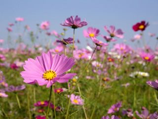 �q���̃R�X���X��