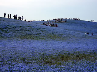 �Ђ����Ȃ��C�l����